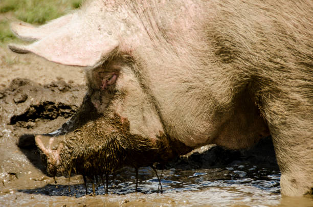 istock And old pig enjoying the mud bath and have mud on the snout 964058480