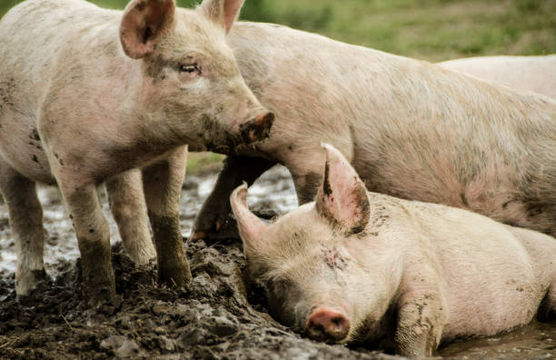 istock Organic piglets take a mud bath and posing together in front of the camera. 964058548