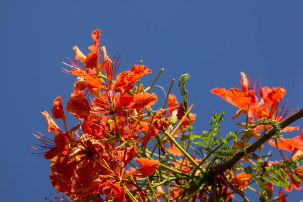 istock Red Flamboyant flower 964059332