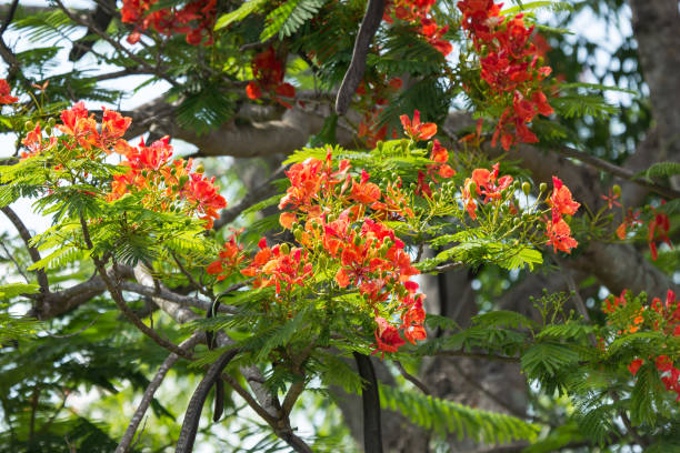 istock Red Flamboyant flower 964059346
