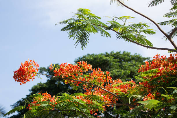 istock Red Flamboyant flower 964059350
