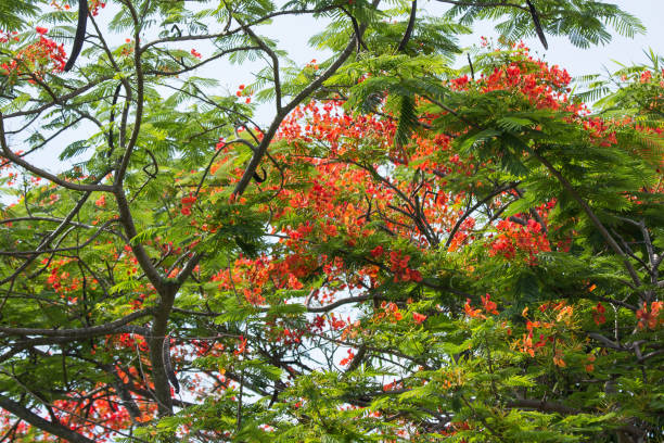 istock Red Flamboyant flower 964059364