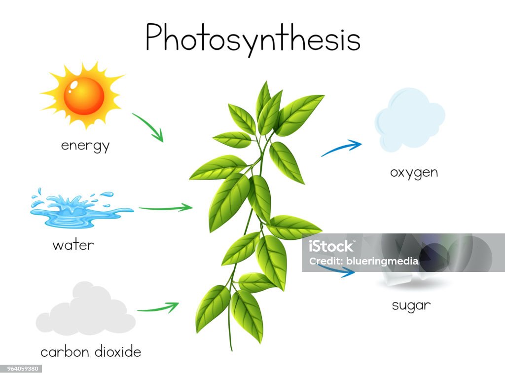 A Vector of Plant Photosynthesis A Vector of Plant Photosynthesis illustration Photosynthesis stock vector