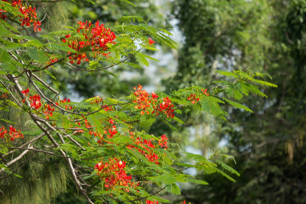 istock Red Flamboyant flower 964059382