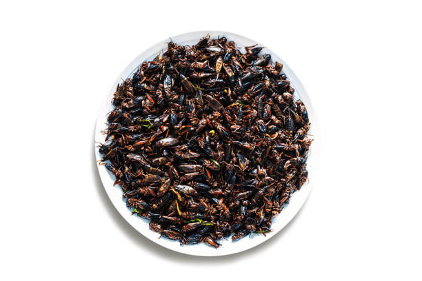 Fried crickets on a white background. Fried crickets at the plate on a white background. orthoptera stock pictures, royalty-free photos & images
