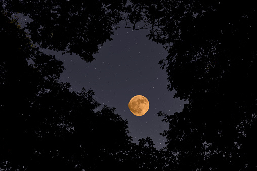 Looking up at treetops and full moon with copy space.