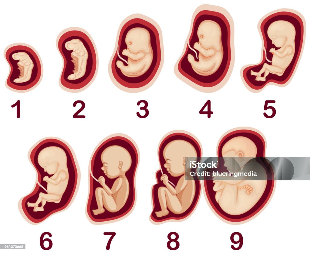 인간 태아 발달의 벡터 임신에 대한 스톡 벡터 아트 및 기타 이미지 - 임신, 개발, 태아기 - iStock