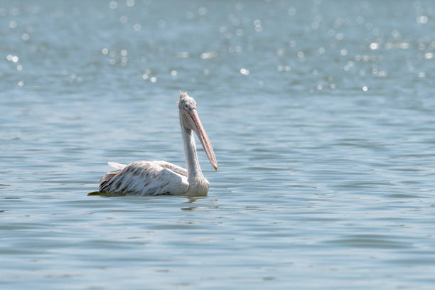 istock spot billed pelican or grey pelican in Thailand 964076428