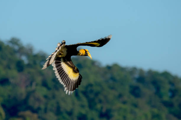 istock great hornbill at Khao Yai national park, THAILAND 964076754