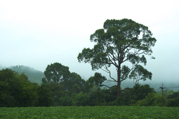 A grand, large and beautiful Thai tree silhouette, adjacent to a tapioca farm, during a hard summer rainstorm, with a thick cloud background, in rural Thailand.