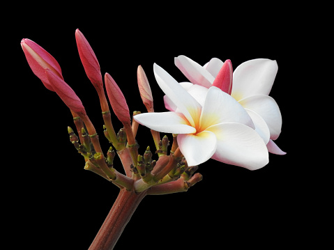 The isolated Plumeria flower ,white and yellow in the middle ,some is blooming in black background with clipping path