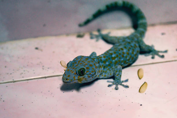 istock close up gecko eating insect in home 964090944