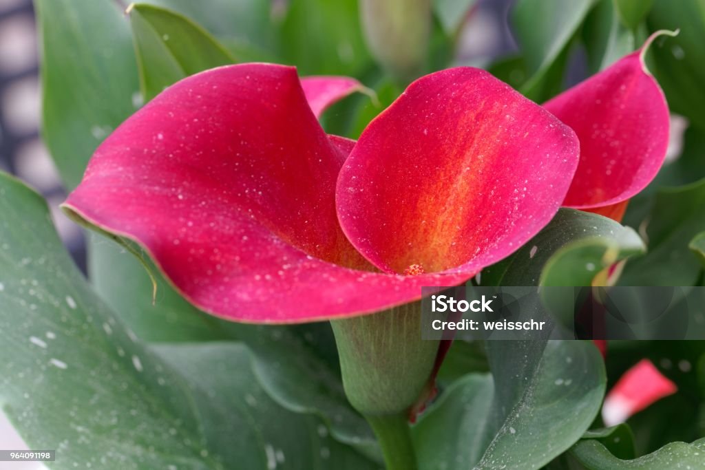 Red calla or arum lily (Zantedeschia aethiopica) Flower of a red calla or arum lily (Zantedeschia aethiopica) Annual - Plant Attribute Stock Photo