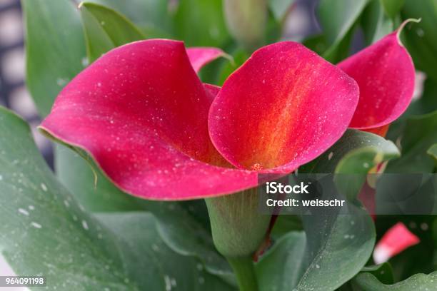 Red Calla Or Arum Lily Stock Photo - Download Image Now - Annual - Plant Attribute, Arum Lily, Beauty