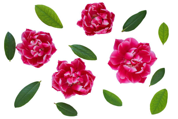 istock Flower pattern. Pink tulips and green leaf isolated on white background. View from above 964091250