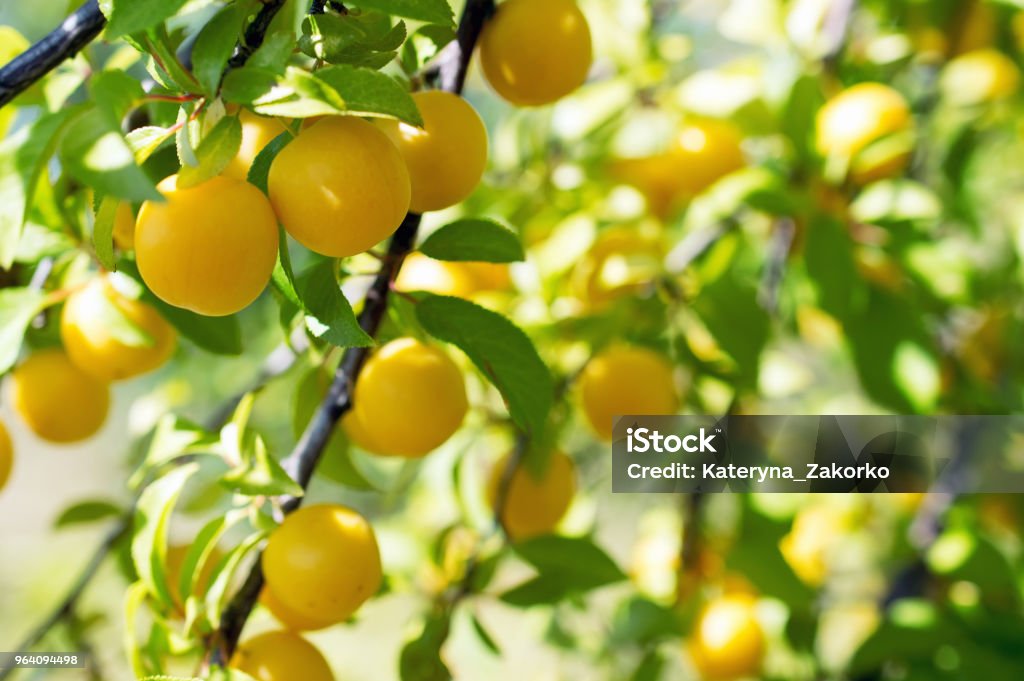 ripe yellow plums ripe yellow plums among the leaves on a tree branch Agriculture Stock Photo