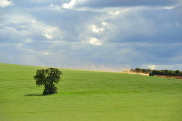 istock Field full of wheat with oaks. 964095726