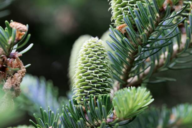 프레이 저 전나무의 녹색 콘 - brown pine cone seed plant 뉴스 사진 이미지
