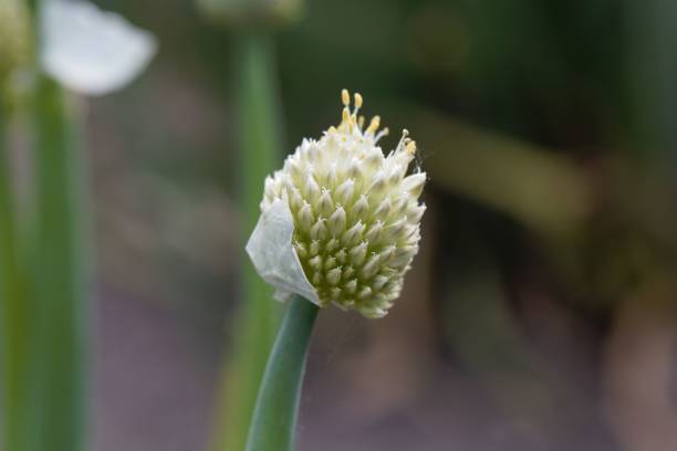 istock Flower of a Welsh onion 964099110