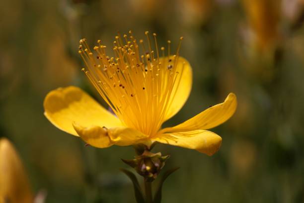 istock Flower of the St John's-wort Hypericum polygonifolium 964102052