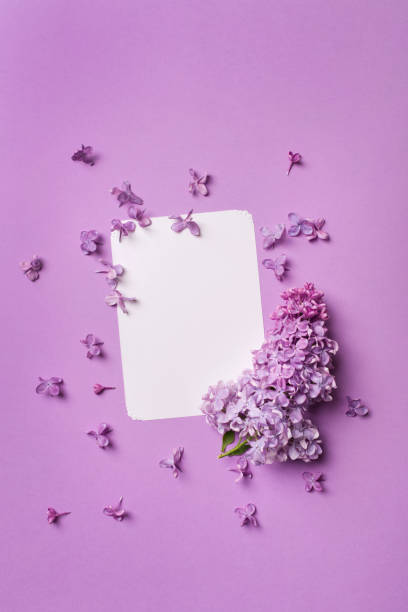 istock stylish postcard with fresh splendid lilac flowers and empty tag for your text on purple background. blank for cards for spring, Easter, mother's day, women's day, Valentine's day. top view, copy space 964102534