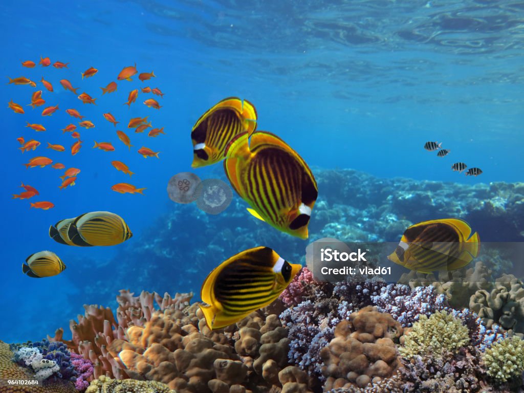 Photo of a tropical Fish on a coral reef Photo of a tropical Fish on a coral reef, Red Sea Aquarium Stock Photo