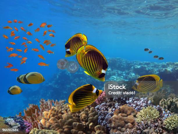 Photo Of A Tropical Fish On A Coral Reef Stock Photo - Download Image Now - Aquarium, Animal, Animals In Captivity
