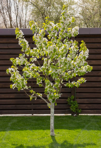 istock Dwarf cherry growing in the backyard, on the green lawn 964105062