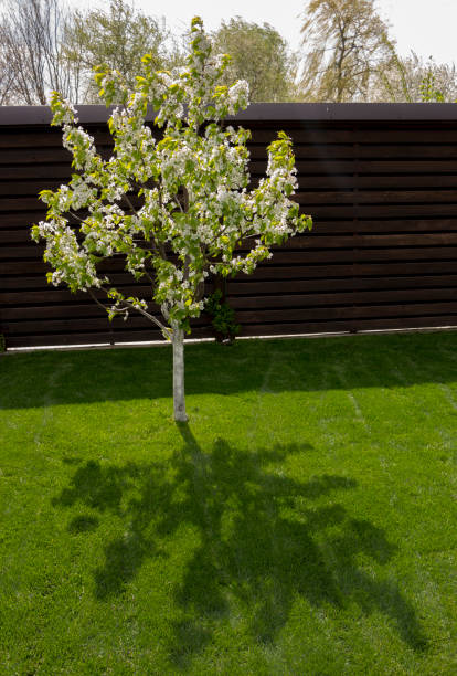 istock Dwarf cherry growing in the backyard, on the green lawn 964105086