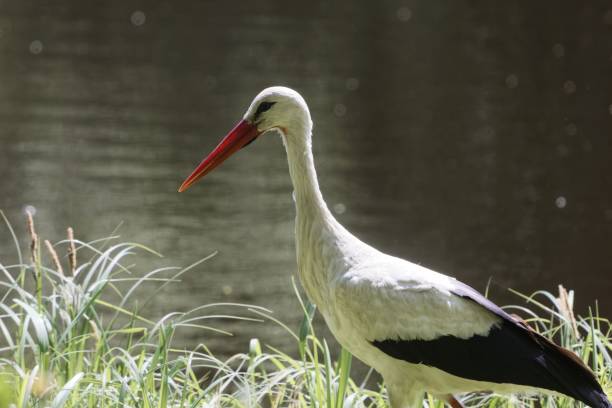 istock Portrait of a white stork 964106436
