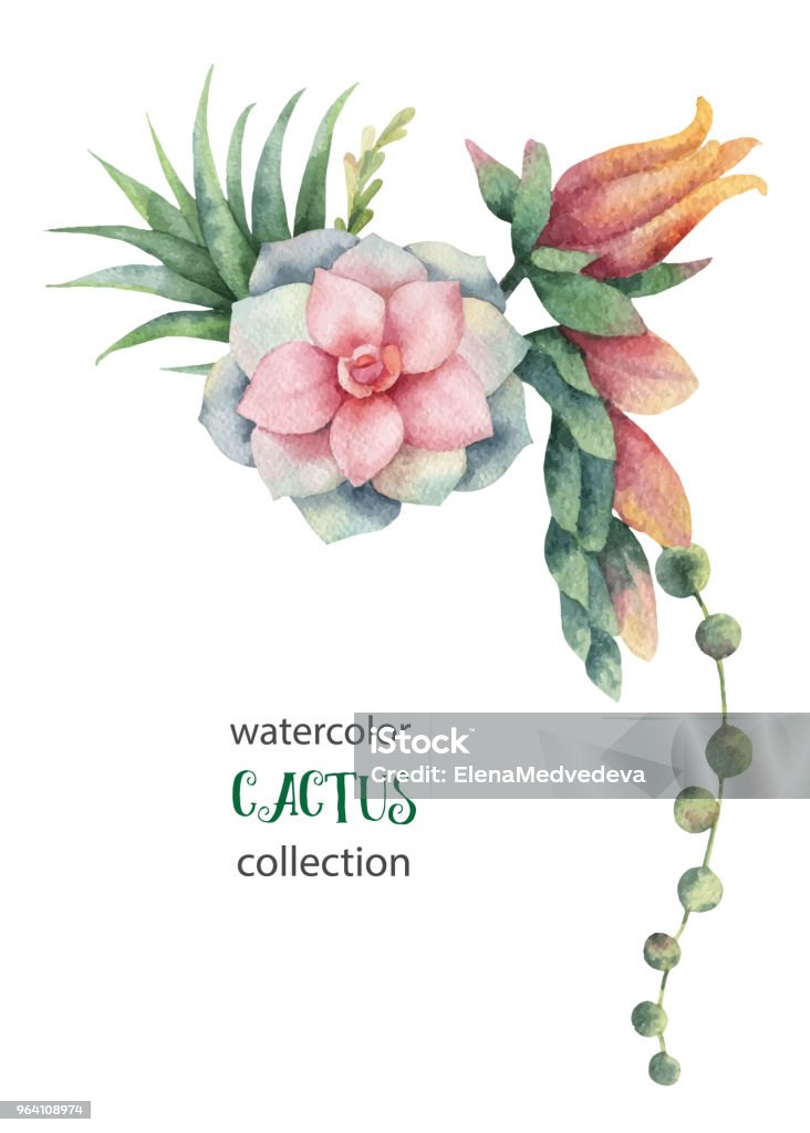 Watercolor vector bouquet of cacti and succulent plants isolated on white background. Watercolor vector bouquet of cacti and succulent plants isolated on white background. Flower illustration for your projects, greeting cards and invitations. Watercolor Painting stock vector