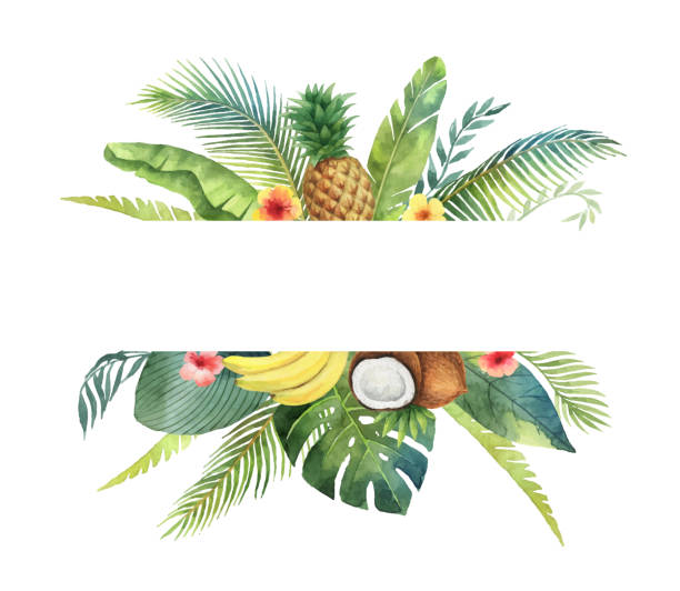 ilustraciones, imágenes clip art, dibujos animados e iconos de stock de tropical de bandera vector acuarela hojas y frutas aislaron sobre fondo blanco. - frutas tropicales