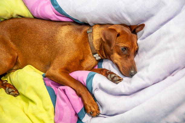 istock Miniature pinscher dog sleeping on a carpet 964112732