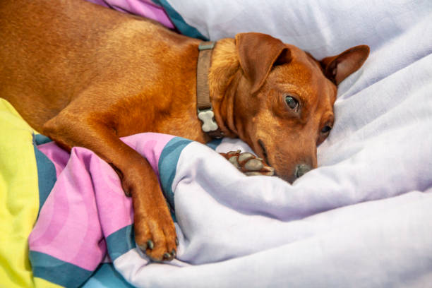 istock Miniature pinscher dog sleeping on a carpet 964113034