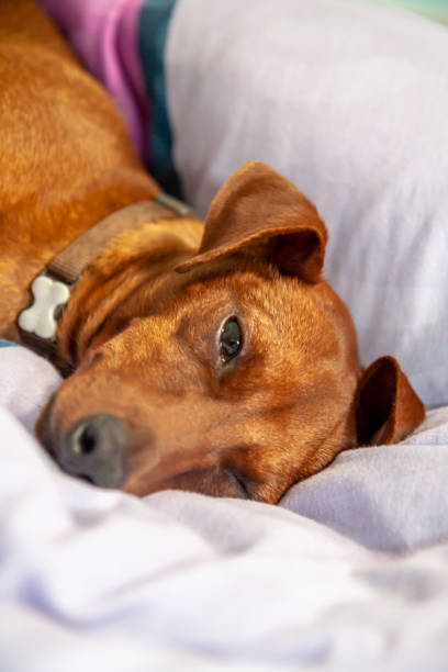 istock Miniature pinscher dog sleeping on a carpet 964119504