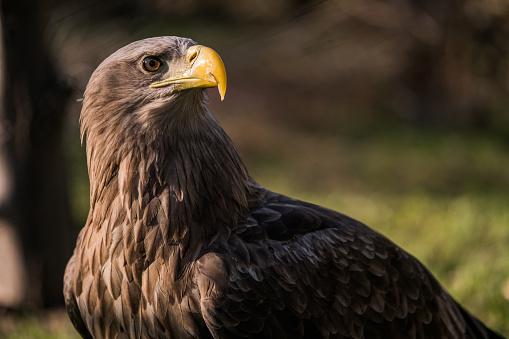 Portrait of majestic brown eagle  in nature.