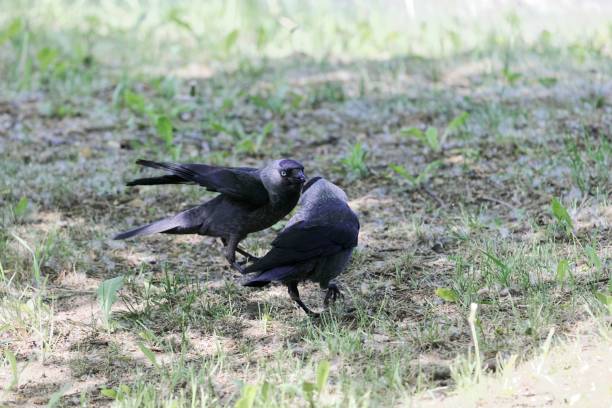 istock Pair of western jackdaws (Coloeus monedula) on a meadow 964123124