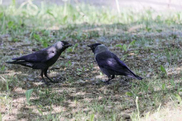 istock Pair of western jackdaws (Coloeus monedula) on a meadow 964123148