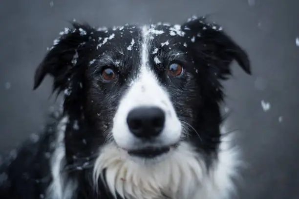 Photo of The look of a dog under the snow