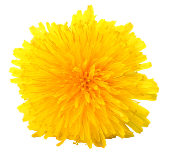 istock yellow flower head isolated on white background 964126060