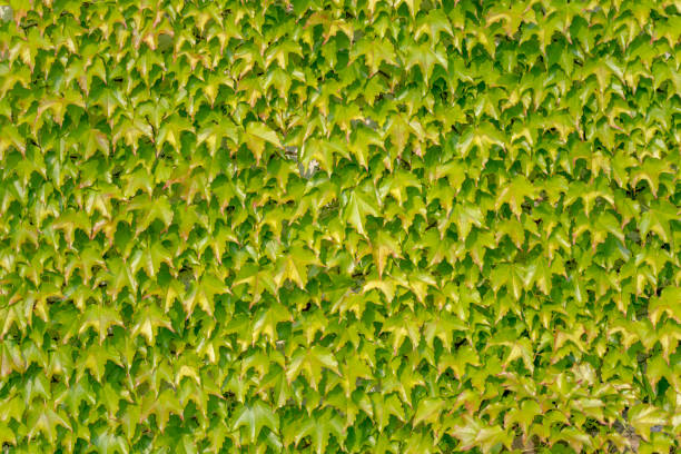 Wall guard with even ivy foliage/leaves as background
