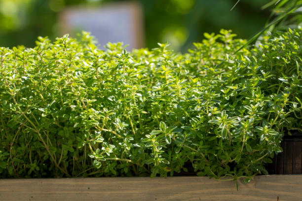 istock Thyme, close-up. Long-standing low-growing plant. It has medicinal properties and is used in tea blends 964128968