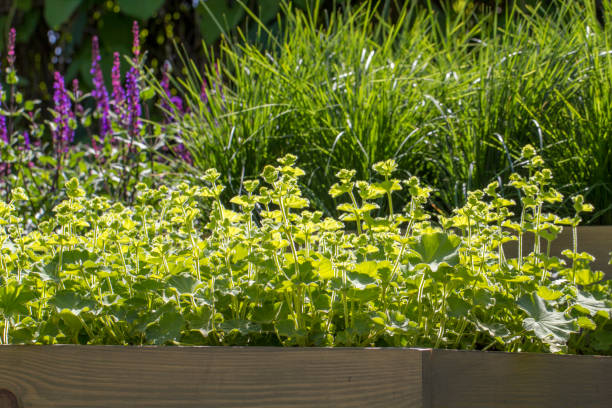 istock Thyme, close-up. Long-standing low-growing plant. It has medicinal properties and is used in tea blends 964128986
