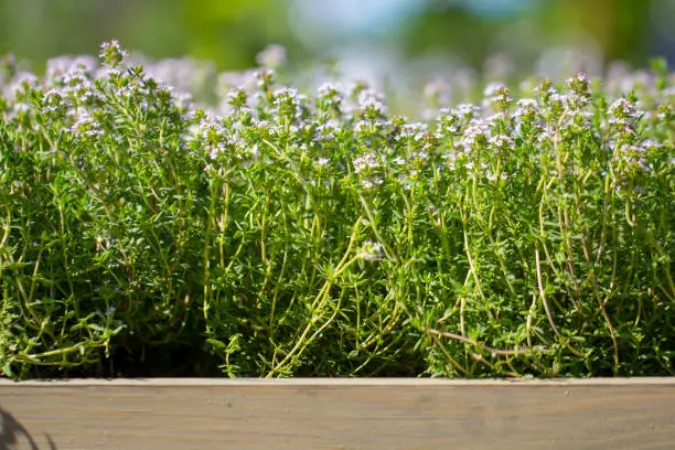 Photo of Thyme, close-up. Long-standing low-growing plant. It has medicinal properties and is used in tea blends