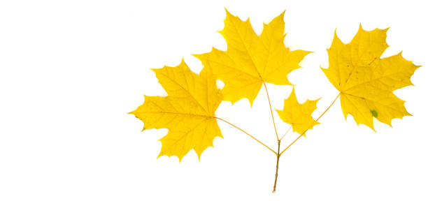 istock Texture, background, pattern. Autumnal maple leaf, clear colors, isolated on white background 964129760