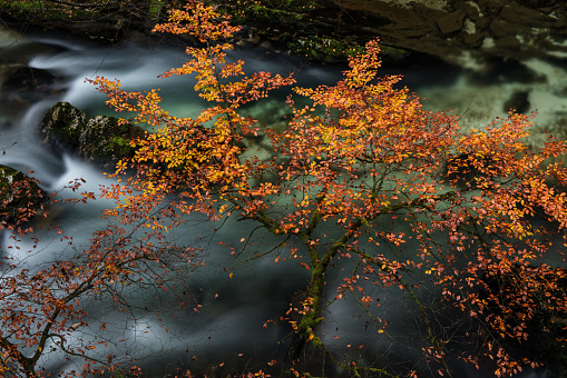 Beautiful autumn tree above mountain river in Julian Alps, Slovenia.