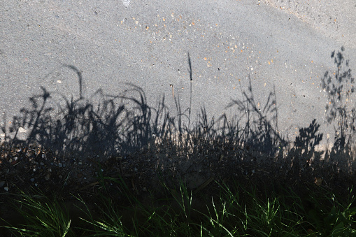 Image of grass and flowers funky shadows