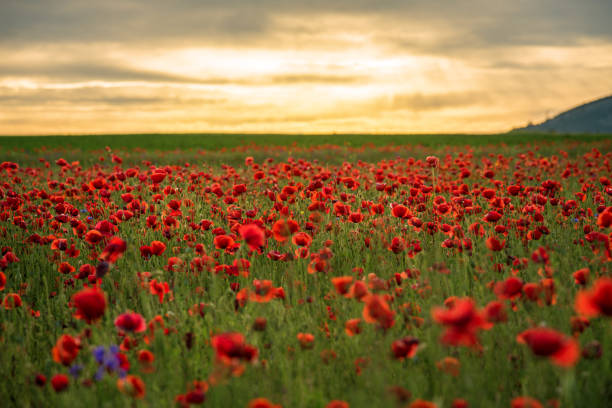 istock Poppy field at sunset. 964139962