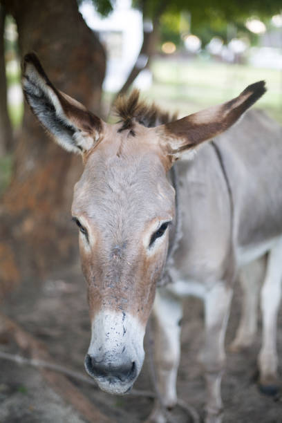 istock lamu donkeys in kenya 964140200