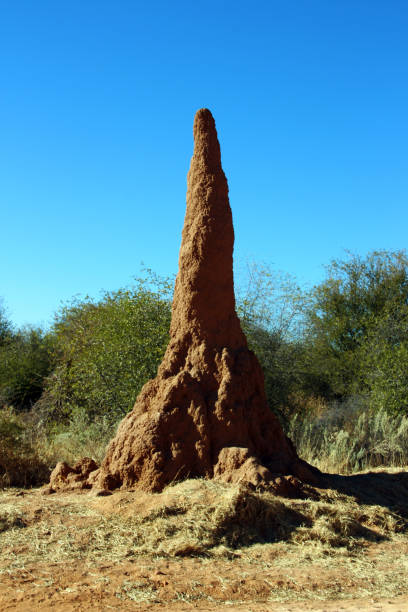istock Termite mound in the savannah of Africa Namibia 964143272
